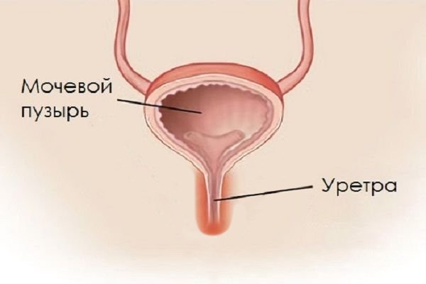 Заболевания уретры: симптомы и причины